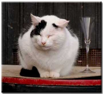 stallkater1.jpg